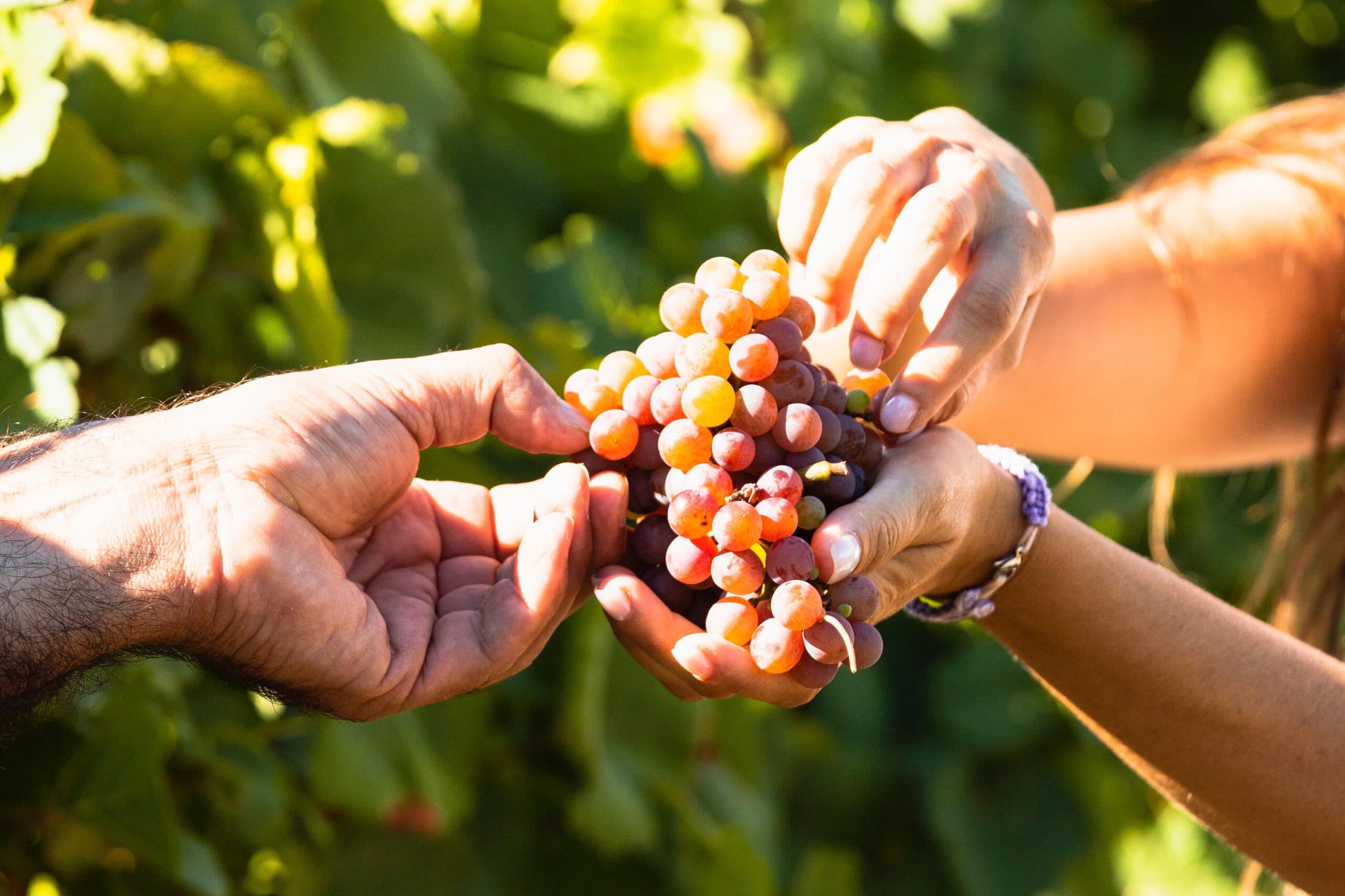 Besuch der Weinberge von Cantine Fina mit Verkostung – Marsala 2
