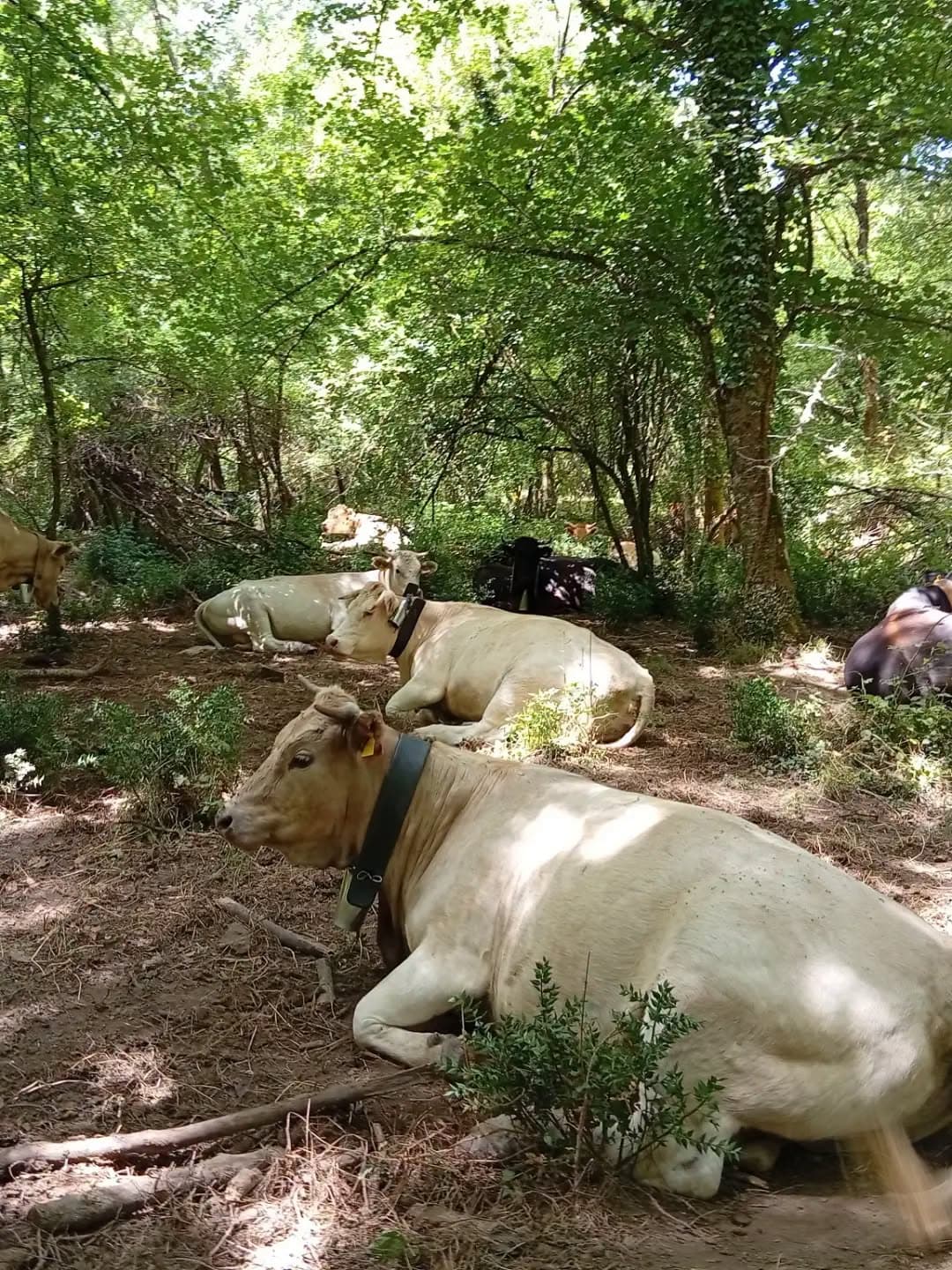 Tour in quad 4x4 sui Nebrodi (max 2 persone) - da Floresta 5