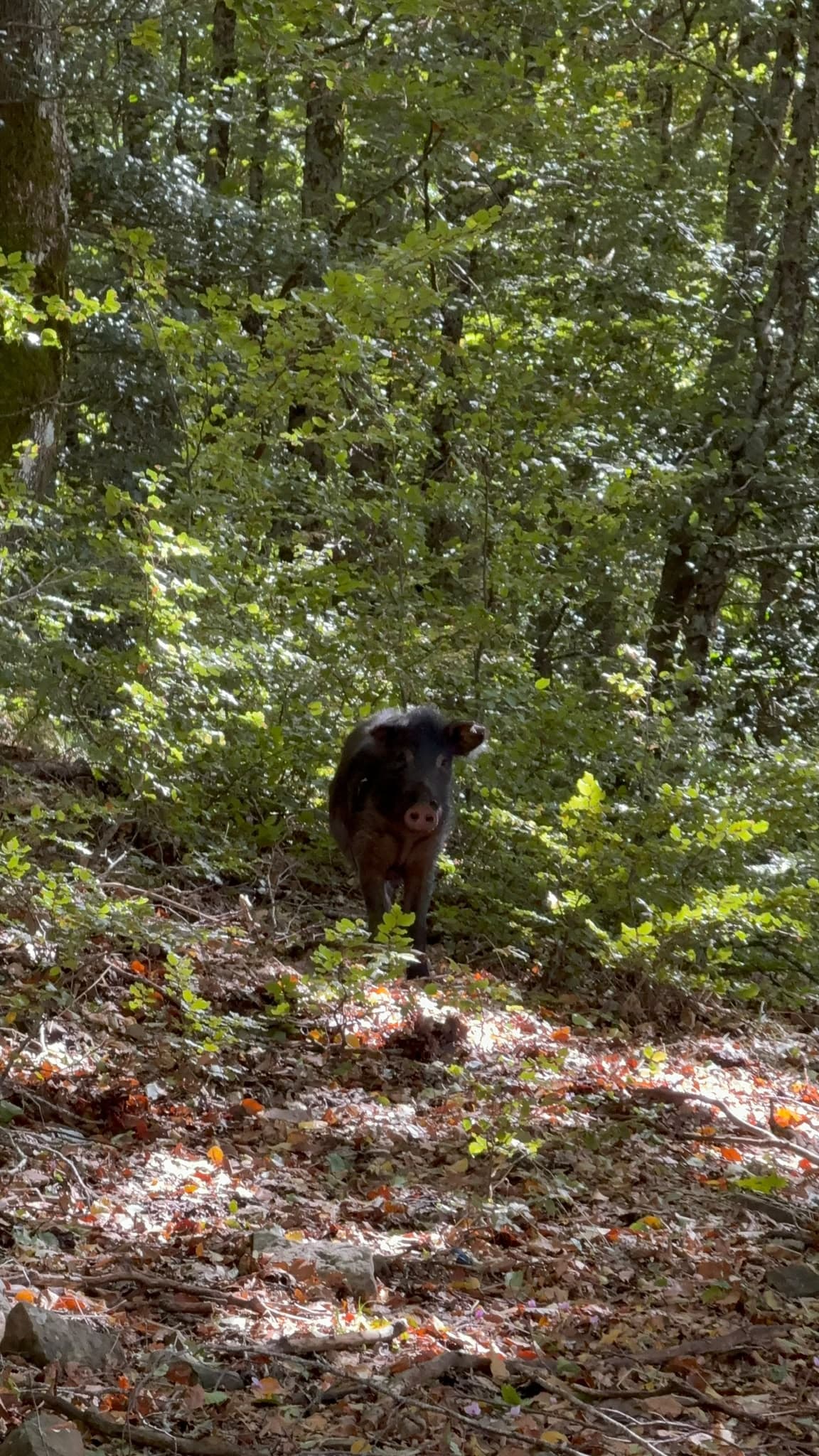 Menù agriturismo specialità suino nero dei Nebrodi - Cesarò 3