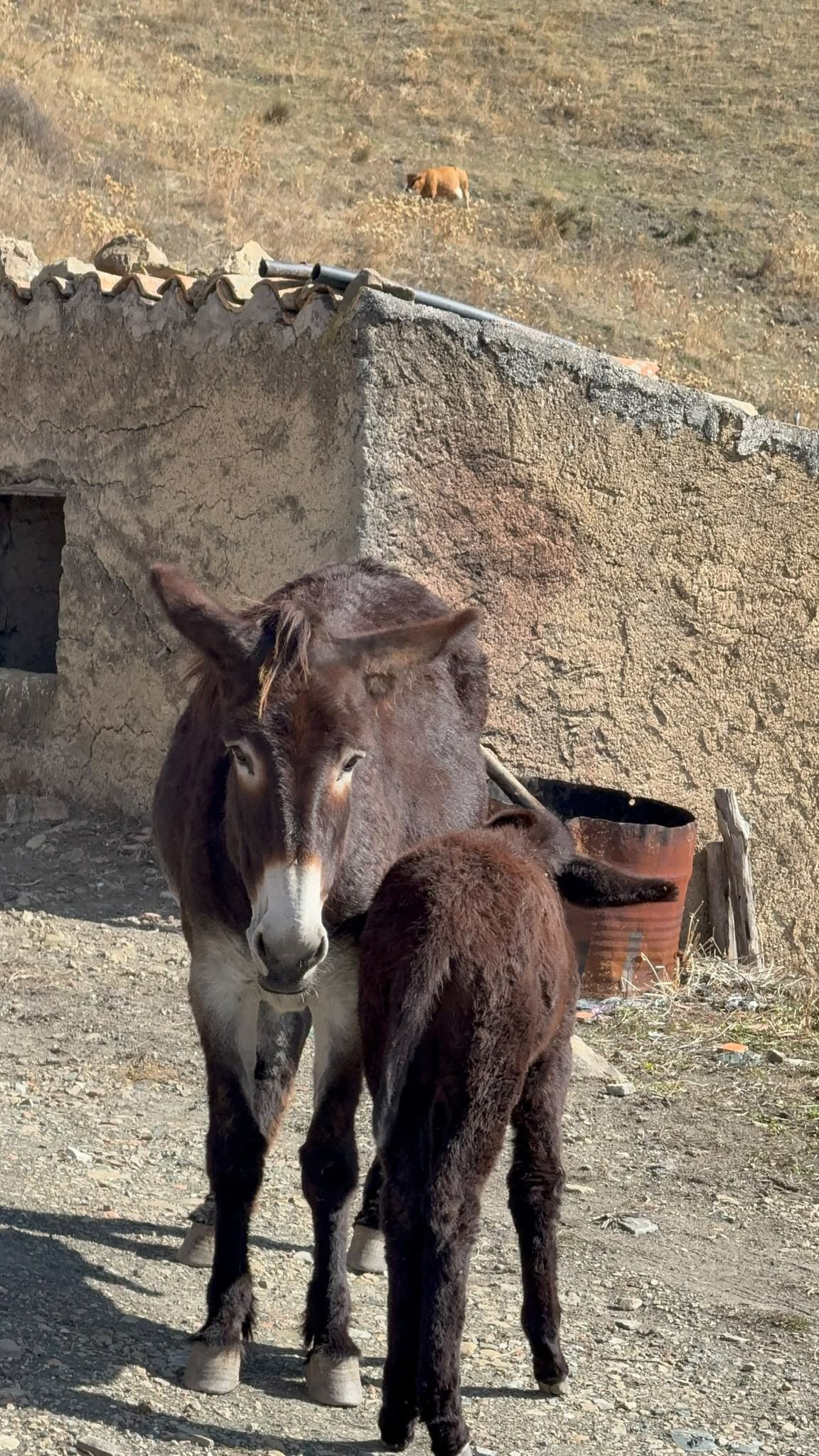 Menù agriturismo specialità suino nero dei Nebrodi - Cesarò 4