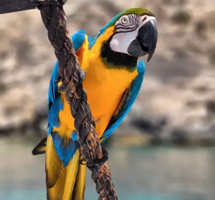 Excursion en bateau pirate en journée avec déjeuner et musique - Lampedusa 8