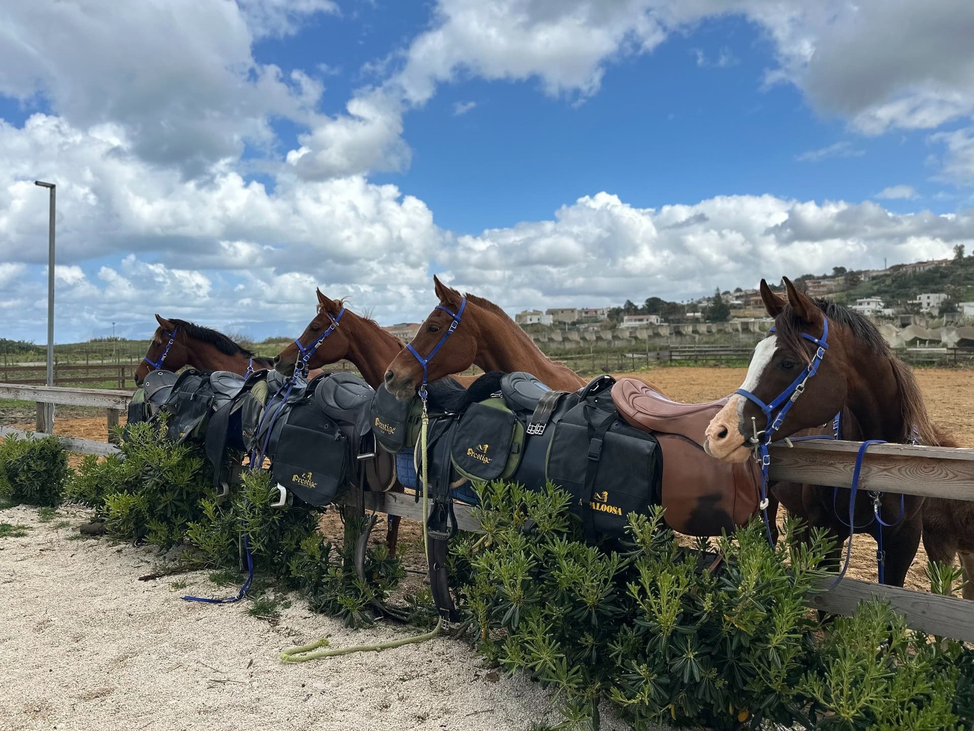 3. Entra en el campo y conoce a los caballos.